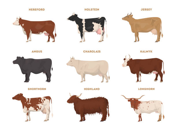 ilustrações, clipart, desenhos animados e ícones de conjunto de vaca. hereford, holstein. - texas longhorn cattle