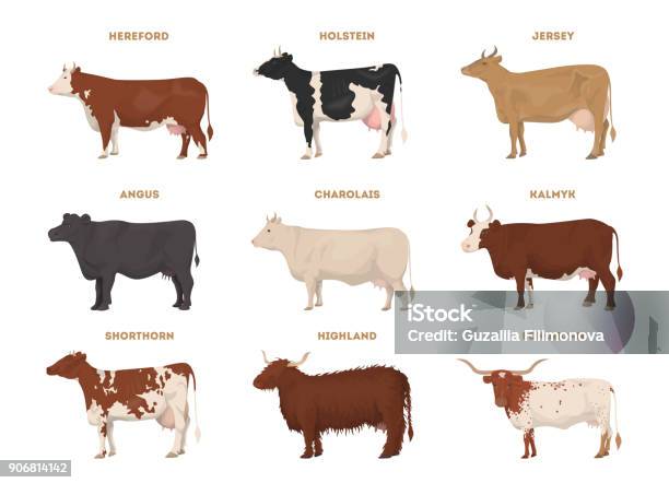 Vetores de Conjunto De Vaca Hereford Holstein e mais imagens de Fêmea de mamífero - Fêmea de mamífero, Gado Texas Longhorn Steer, Vector