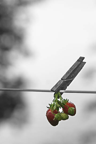 Strawberries on line stock photo