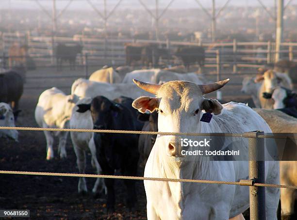 La Carne De Vacuno En El Ranch Foto de stock y más banco de imágenes de Toro - Animal - Toro - Animal, Variación, Aire libre