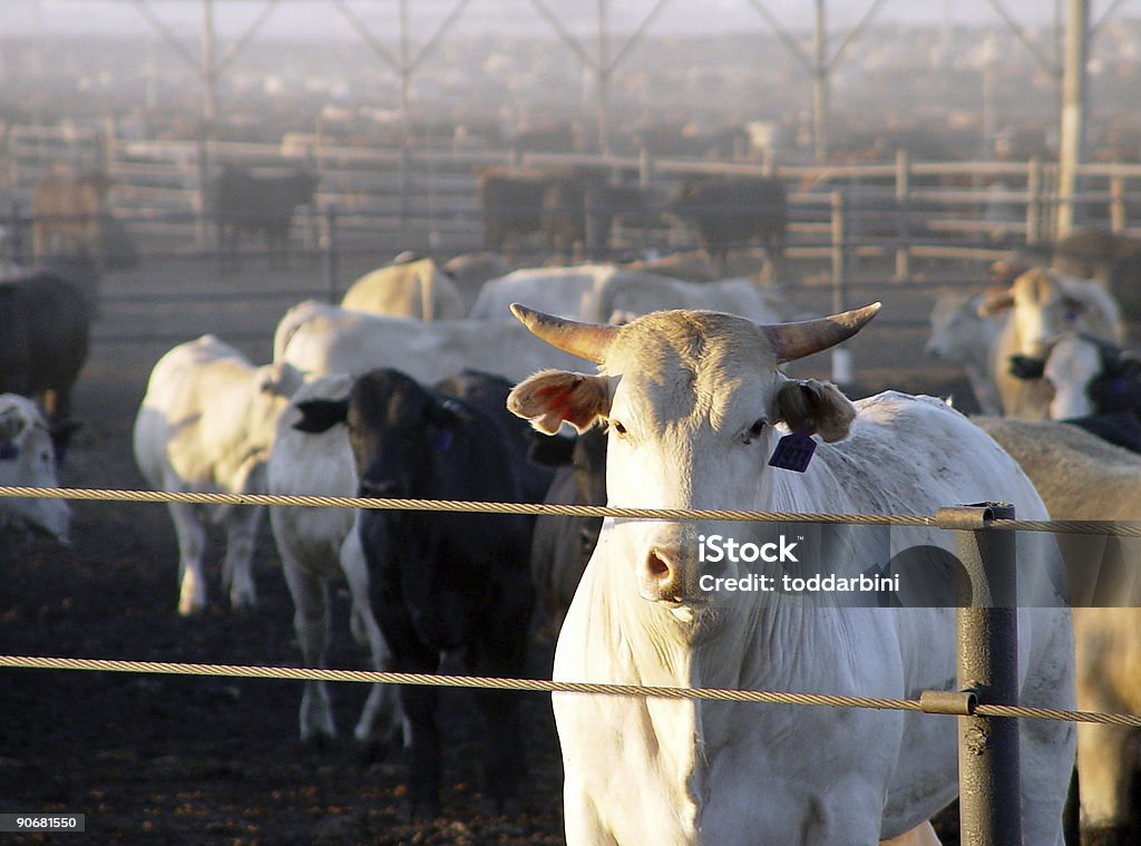 Com carne de gado de rancho - Foto de stock de Touro - Animais Machos royalty-free