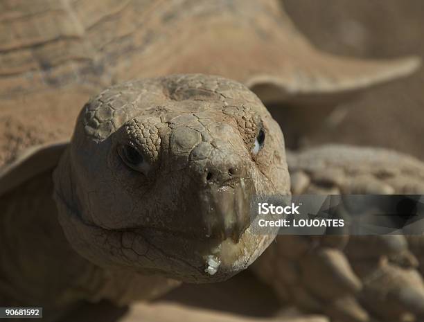 Grande Plano Tartaruga - Fotografias de stock e mais imagens de Cabeça de animal - Cabeça de animal, Concha - Parte do corpo animal, Foco Diferencial