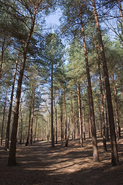 Into the woods (vertical) stock photo