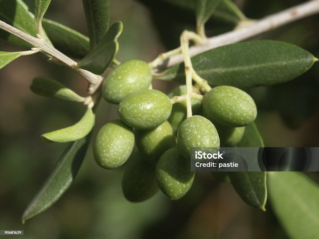 Grüne Oliven - Lizenzfrei Beere - Obst Stock-Foto