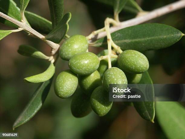 Grüne Oliven Stockfoto und mehr Bilder von Beere - Obst - Beere - Obst, Beere - Pflanzenbestandteile, Cocktail
