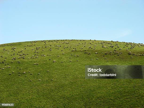 Photo libre de droit de Des Centaines De Moutons Paissant Sur Une Colline banque d'images et plus d'images libres de droit de Animaux domestiques - Animaux domestiques, Brouter, Colline