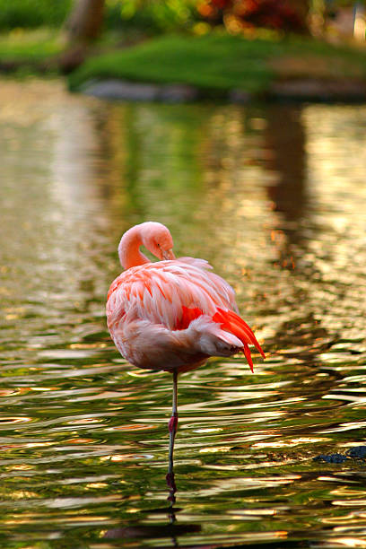 czyścić pióra flamingo - american flamingo zdjęcia i obrazy z banku zdjęć