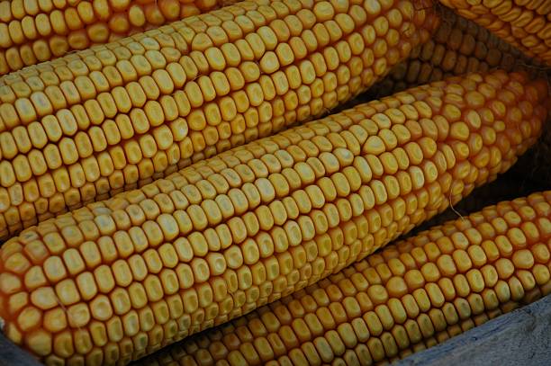 Dried corn stock photo