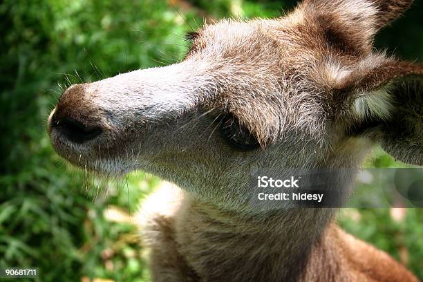 Roo Primo Piano - Fotografie stock e altre immagini di Animale - Animale, Animale in cattività, Australia