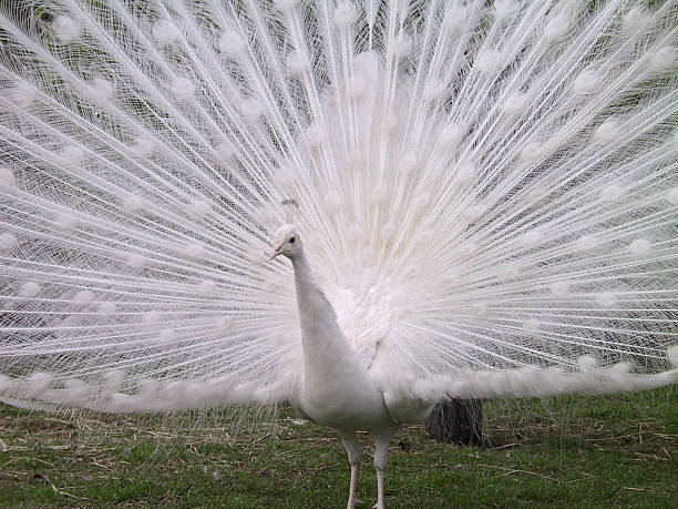 istock Albino peacock showing his feathers 90681782