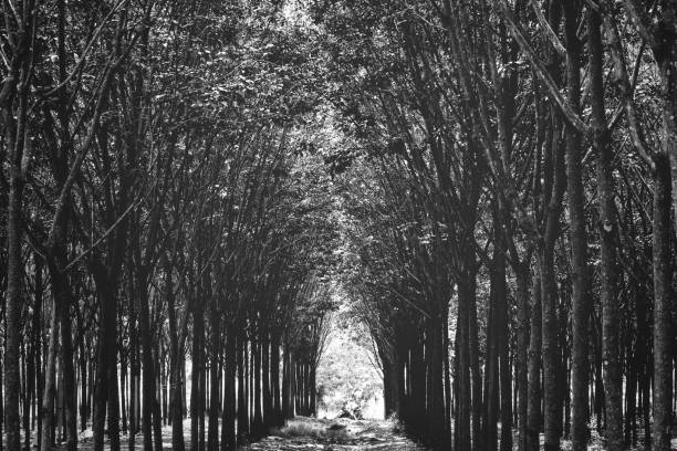 istock Landscape of rubber tree forest black and white 906818678