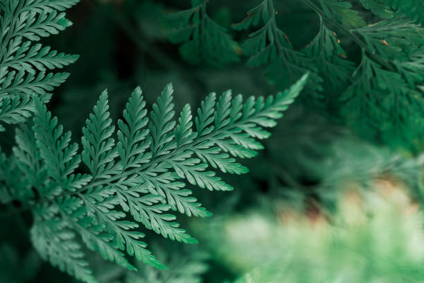 istock Closeup nature view of dark green leaf 906818936
