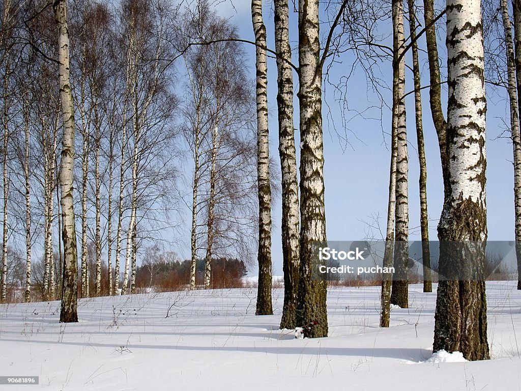 winter birches - Lizenzfrei Baum Stock-Foto