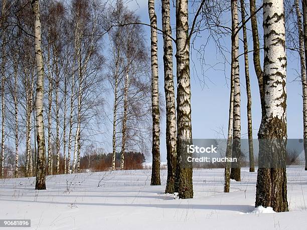 Winter Birches Stockfoto und mehr Bilder von Baum - Baum, Birke, Blau