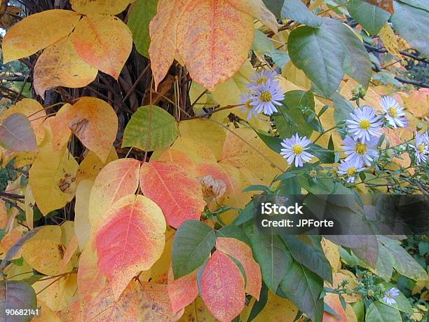 秋の落ち葉に Daisies - オレンジ色のストックフォトや画像を多数ご用意 - オレンジ色, カラー画像, キク科