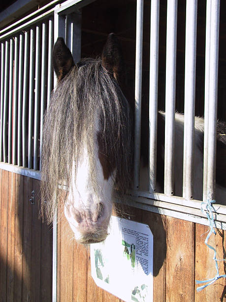 horse with a long mane stock photo