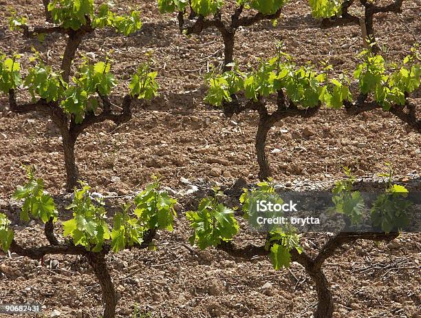 Vines Stock Photo - Download Image Now - Vineyard, Beaujolais Region, France