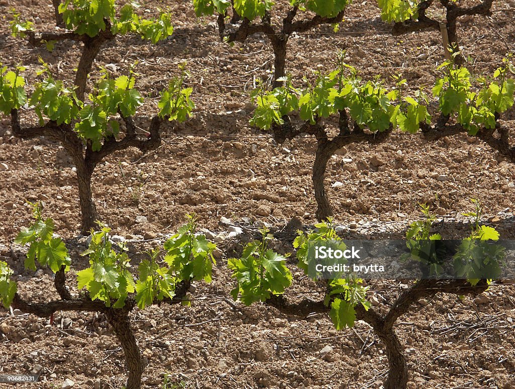 Vines - Foto de stock de Vinhedo royalty-free