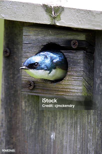 Nesting Box Stockfoto und mehr Bilder von Blau - Blau, Farbbild, Fotografie