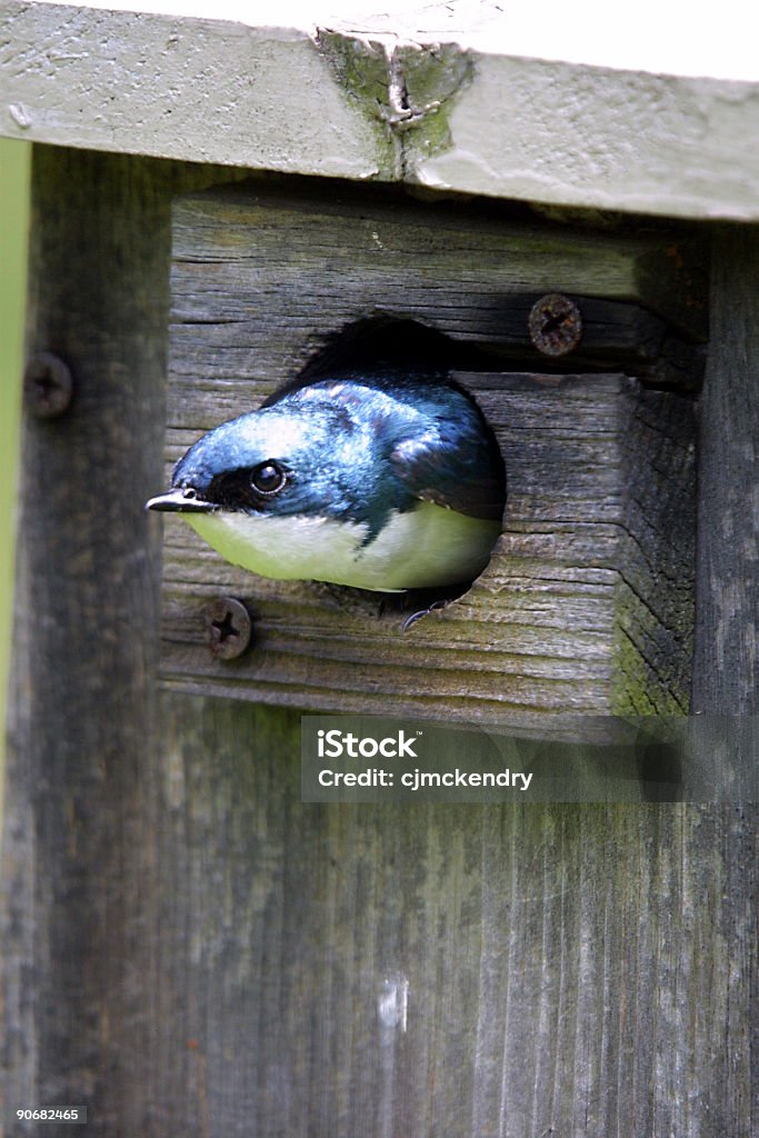 Scatola di nidificazione - Foto stock royalty-free di Ala di animale