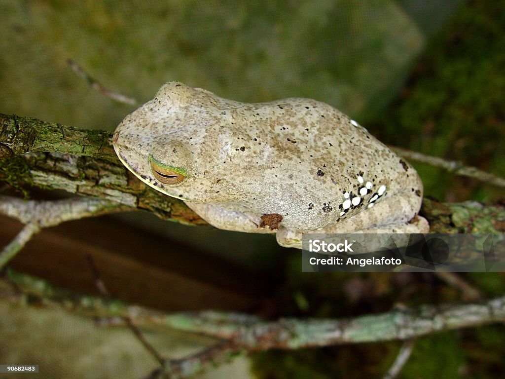 Frog  Amphibian Stock Photo