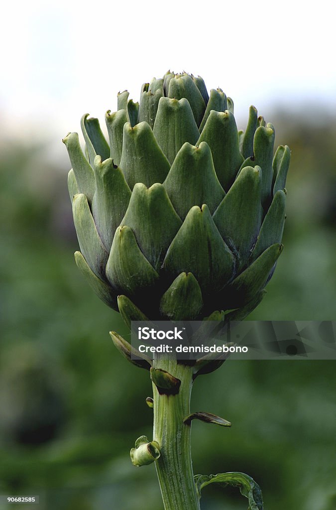 Artichoke  Agricultural Field Stock Photo