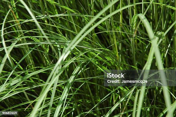 Трава — стоковые фотографии и другие картинки Атрибут растения - Атрибут растения, Без людей, Большая группа объектов