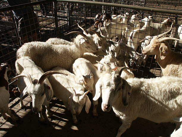 Goats @ Auction stock photo