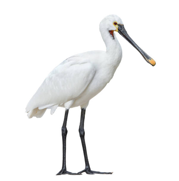 istock Eurasian spoonbill isolated on white background full length. The Eurasian spoonbill or common spoonbill is a wading bird of the ibis and spoonbill family Threskiornithidae 906828824