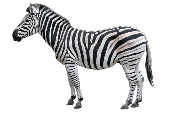 istock Young beautiful zebra isolated on white background. Zebra close up. Zebra cutout full length. Zoo animals. 906828896