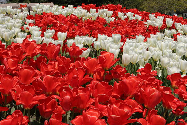 red & white tulips stock photo