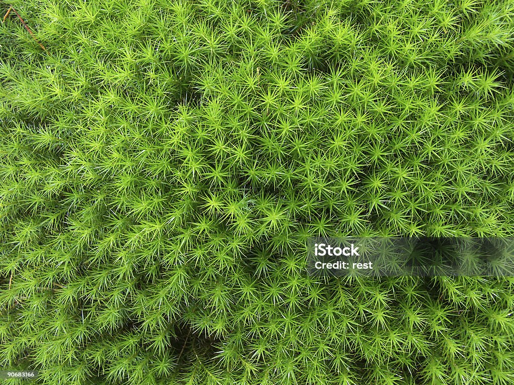 Moss - Photo de Couleur verte libre de droits