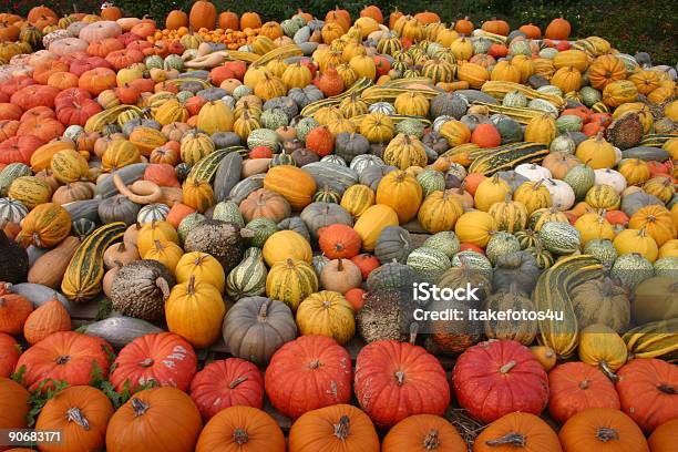 수백 가지의 다른 Pumkins 0명에 대한 스톡 사진 및 기타 이미지 - 0명, 10월, 가을