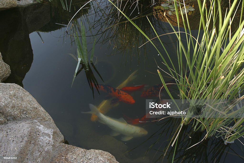 Estanque de peces en oro - Foto de stock de Agua libre de derechos