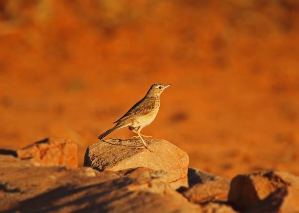 istock Rock Pipit in the kalahari Light 906832942