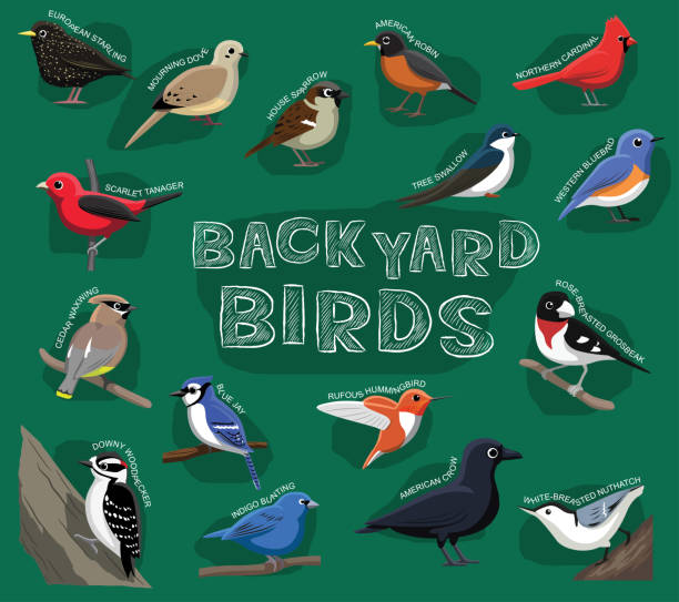 stockillustraties, clipart, cartoons en iconen met achtertuin vogels cartoon vectorillustratie - house sparrow