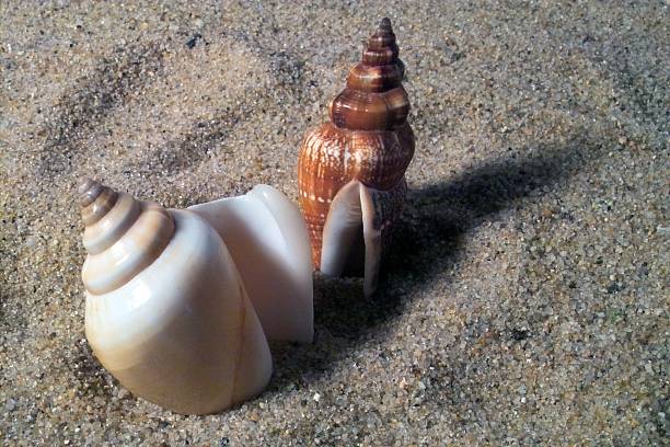 Snail shells standing stock photo