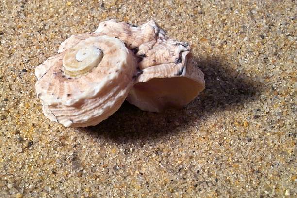 Snail shell stock photo