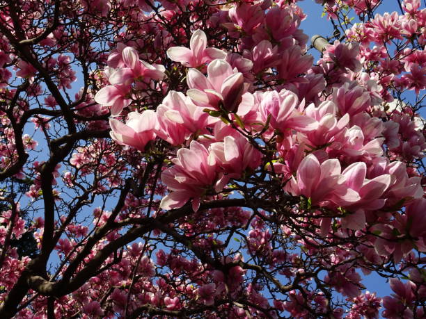 istock Pink Magnolia Flowers - Close-up 906837104