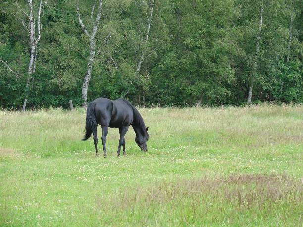 black stallion stock photo