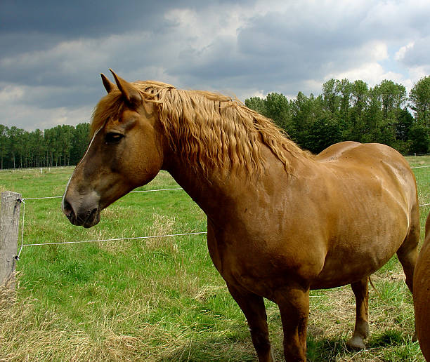 horse - red-brown stock photo