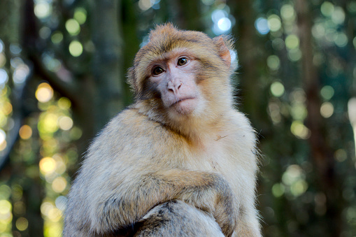 Single barbary ape in a dark forest