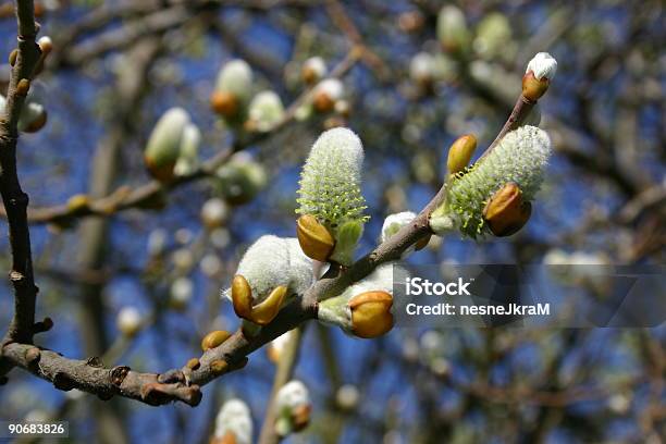 Flor Estudo Ix - Fotografias de stock e mais imagens de Agricultura - Agricultura, Botão - Estágio de flora, Caule de planta