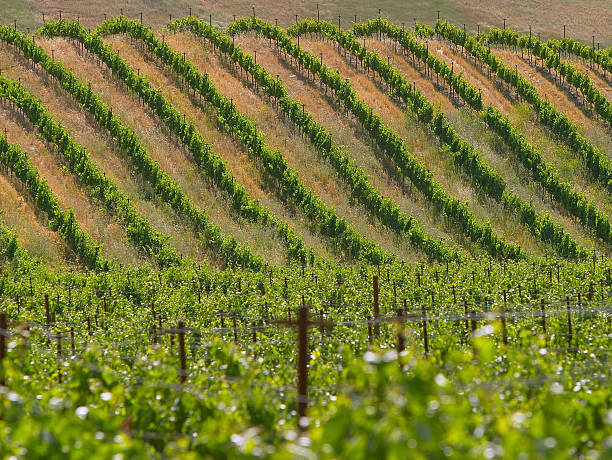 виноградник - vineyard california carneros valley hill стоковые фото и изображения