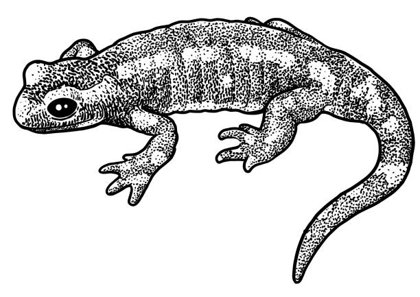 ilustraciones, imágenes clip art, dibujos animados e iconos de stock de ilustración de salamandra, dibujo, grabado, tinta, arte lineal, vectores de fuego - salamandra