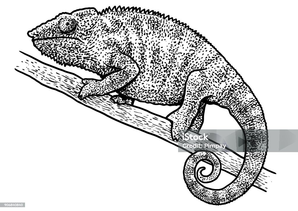 Chameleon illustration, drawing, engraving, ink, line art, vector Illustration, what made by ink, then it was digitalized. Chameleon stock vector