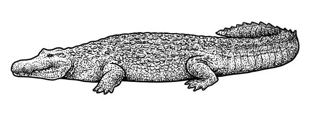 Vector illustration of Crocodile illustration, drawing, engraving, ink, line art, vector