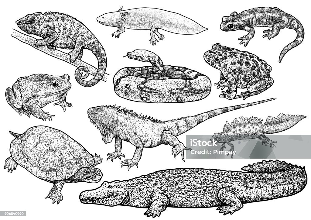 Amphibien und Reptilien Sammlung Illustration, Zeichnung, Gravur, Tinte, Strichzeichnungen, Vektor - Lizenzfrei Illustration Vektorgrafik