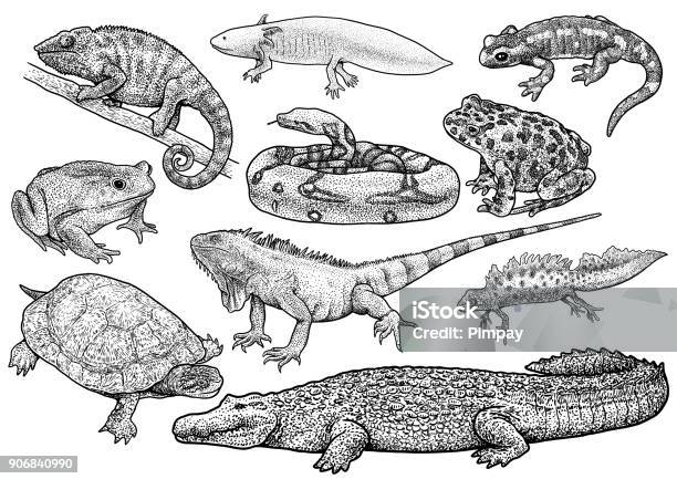 Amphibien Und Reptilien Sammlung Illustration Zeichnung Gravur Tinte Strichzeichnungen Vektor Stock Vektor Art und mehr Bilder von Illustration