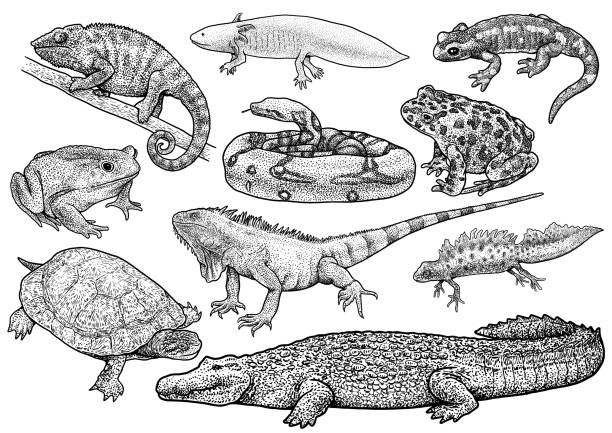 Amphibians and reptile collection illustration, drawing, engraving, ink, line art, vector Illustration, what made by ink, then it was digitalized. amphibian illustrations stock illustrations